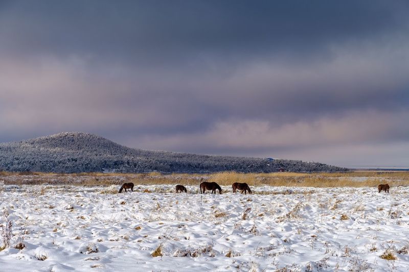 Horses on snow covered landscape against sky