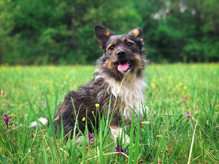 Happy small dog in the green grass and colorful flowers