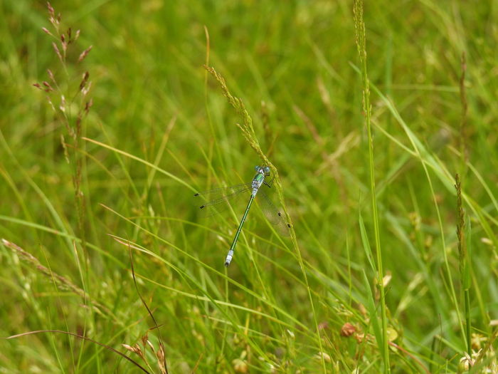 Close-up of damselfly on grass