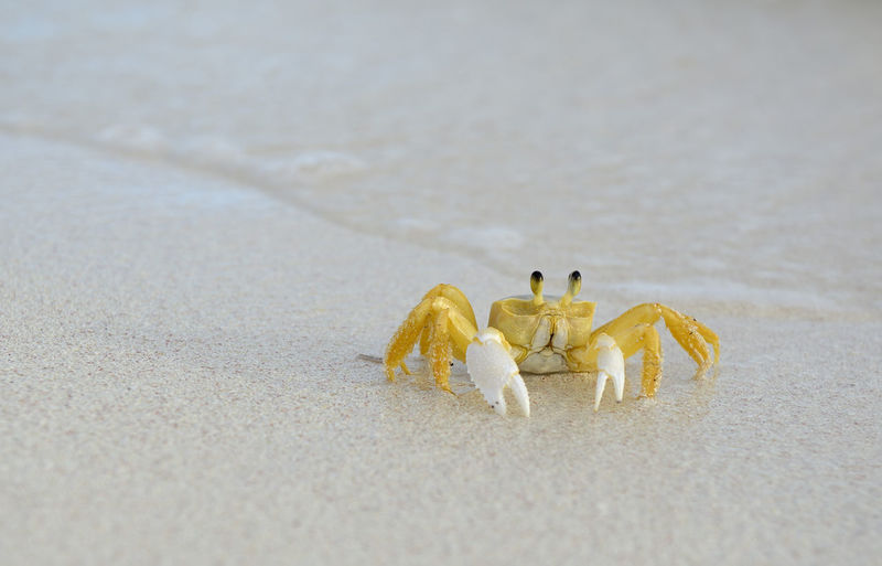 Close-up of yellow crab on sand
