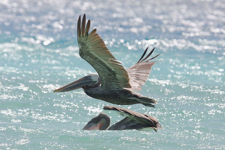 Close-up of bird flying over sea