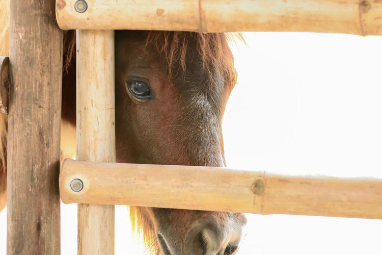 Close-up of horse in stable