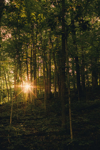Trees in forest
