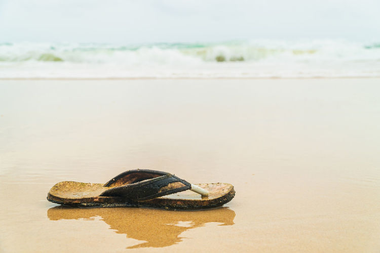 Close-up of turtle at beach
