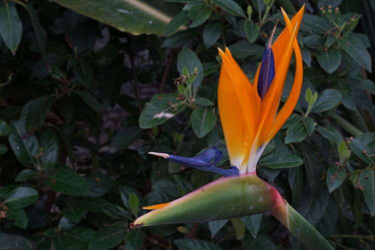 Bird of paradise blooming in lawn