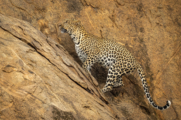 Leopard climbs up steep path on rockface