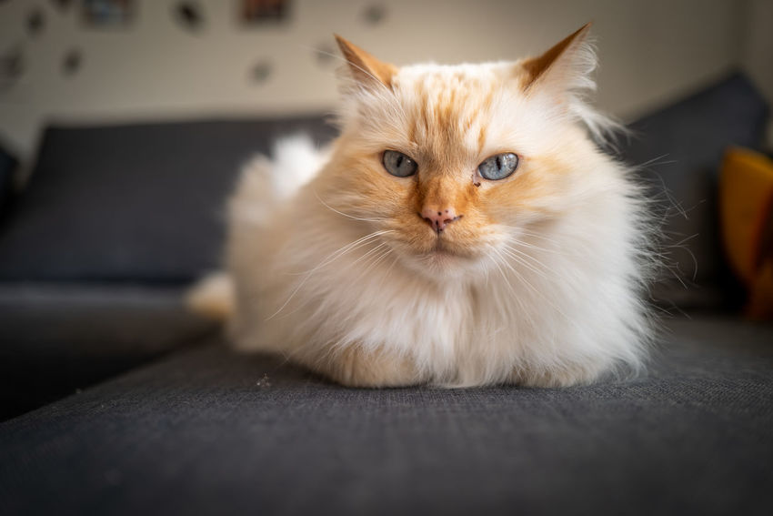 50 Birman Pictures Hd Download Authentic Images On Eyeem