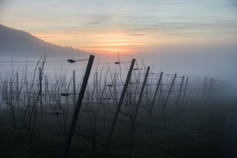Vineyard on field against sky during foggy weather at sunset