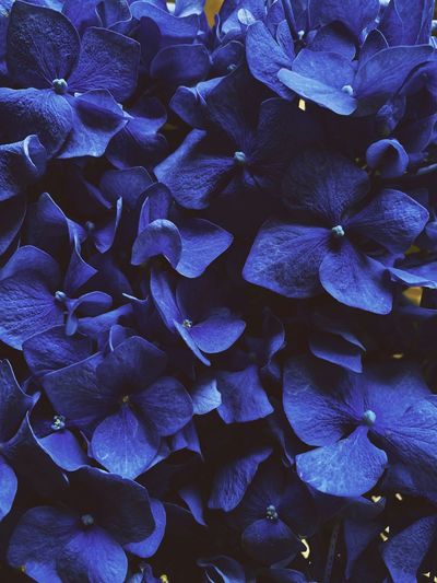 Full frame shot of purple hydrangea