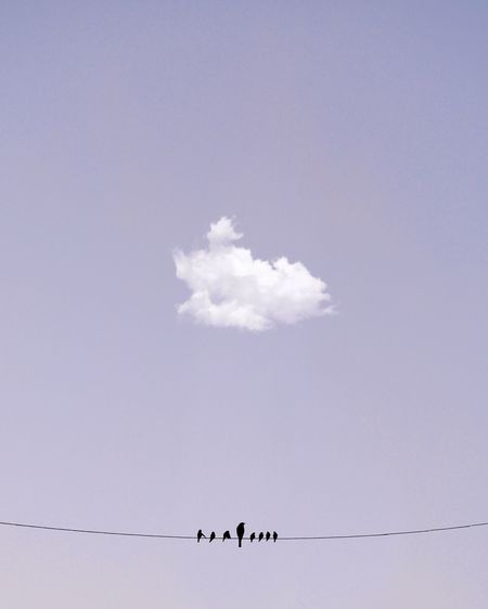 Low angle view of silhouette birds perching on cable against sky