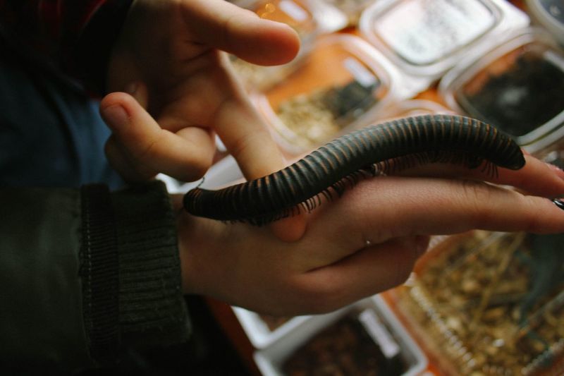 Close-up of hands holding worm