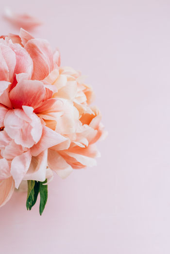 Fresh bunch of pink peonies and roses. card concept, pastel colors, close up image