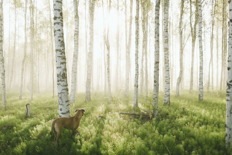 Dog in birch forest