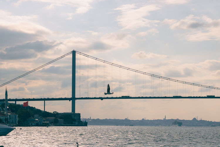 Bosphorus bridge and seagull