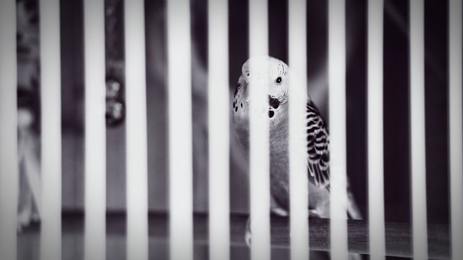 Close-up of  bird in a cage