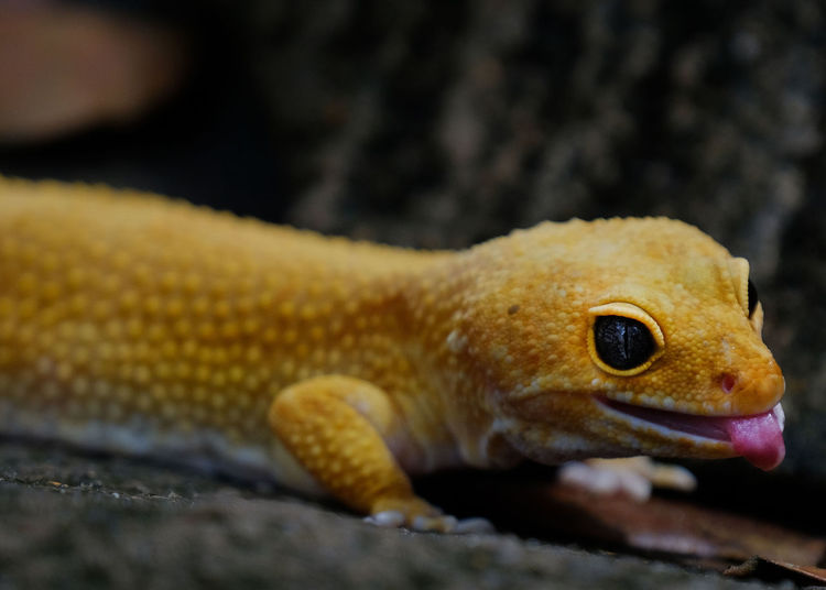 Close-up of a lizard