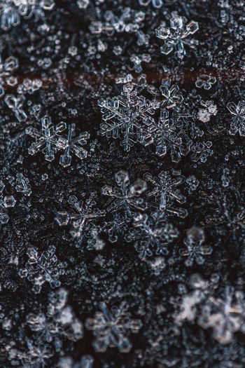 Full frame shot of snowflakes on tree