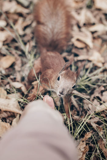 Squirrel looks at a nut in a man's hand