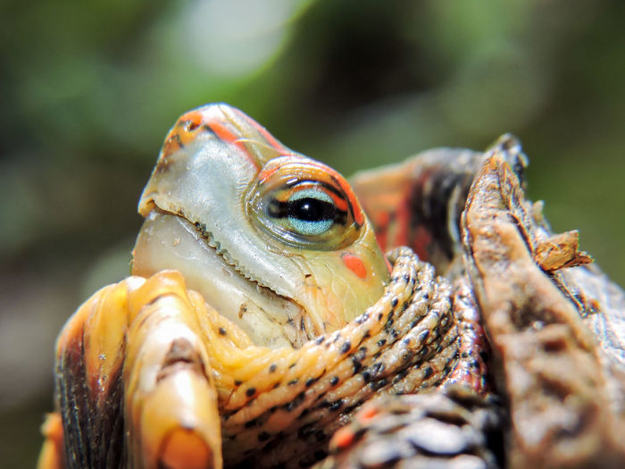 Detail shot of turtle