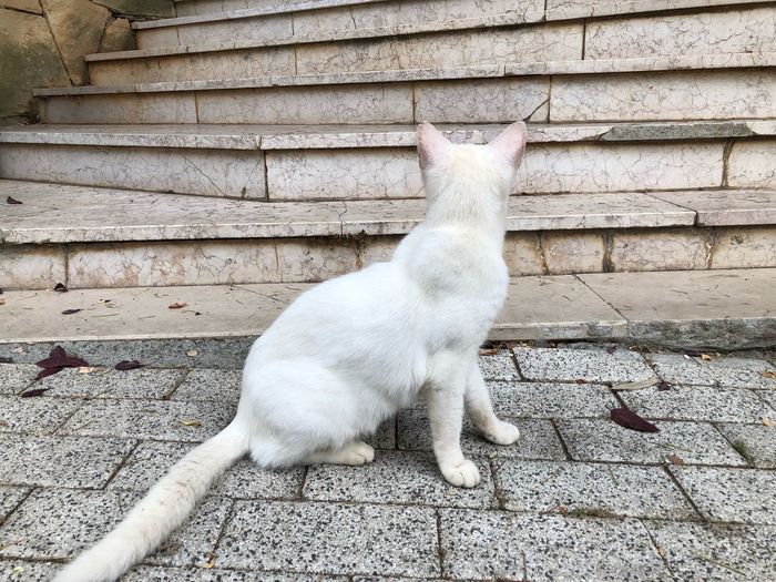 White cat sitting on wall