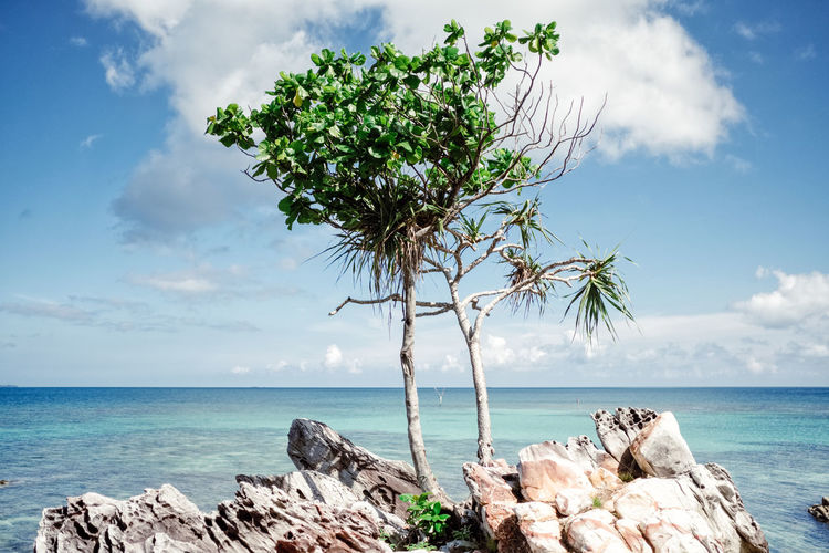 Tree on rock by sea against sky