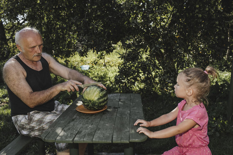 Little girl watching her grandfather cutting watermelon into halves in the garden