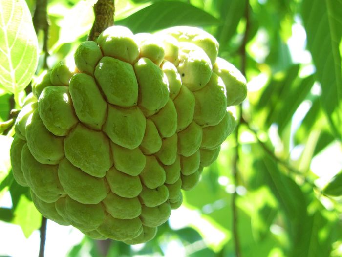 Close-up of custard apple growing on tree