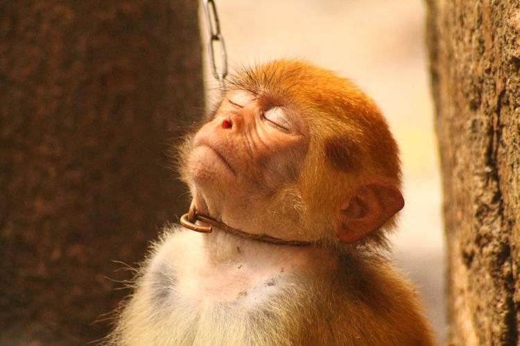 Close-up of monkey in captivity