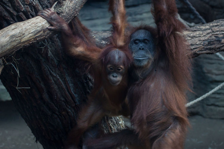 Orangutan with infant hanging on tree trunk