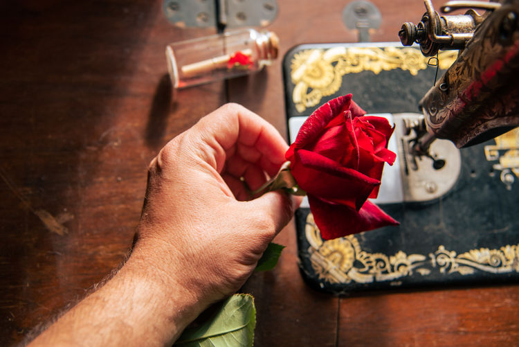 High angle view of red rose and human hand