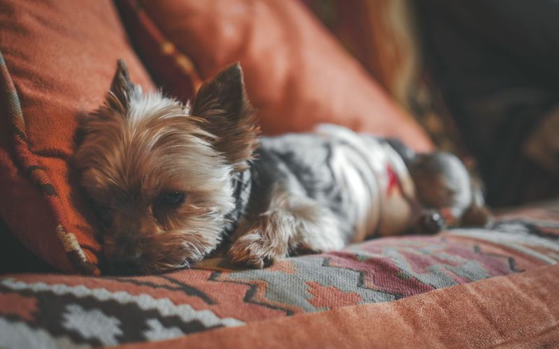 Close-up portrait of dog relaxing on bed at home