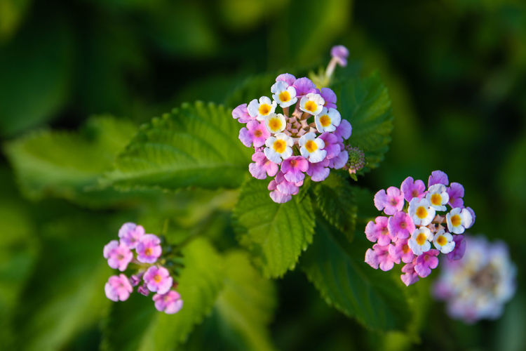 Close-up of pink flowering plant