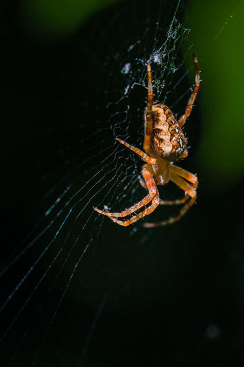 Close-up of insect