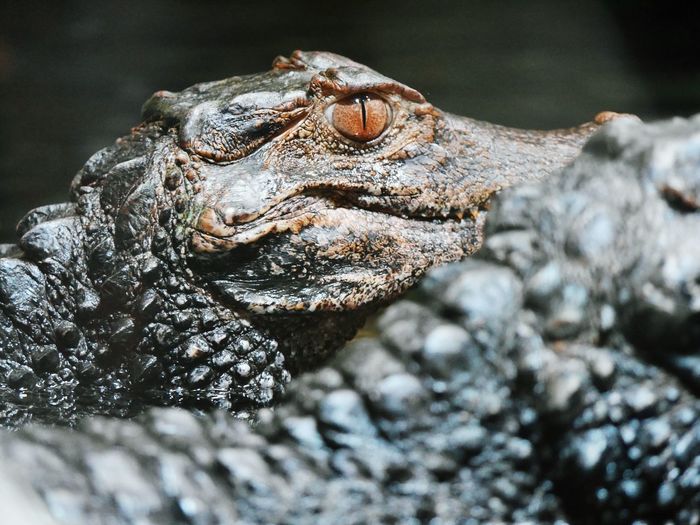 Alligator tierpark bochum 