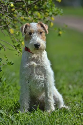 Portrait of dog on field
