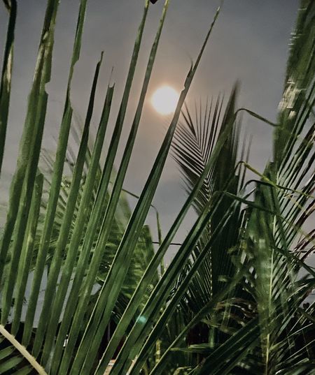Close-up of fresh green grass against sky during sunset