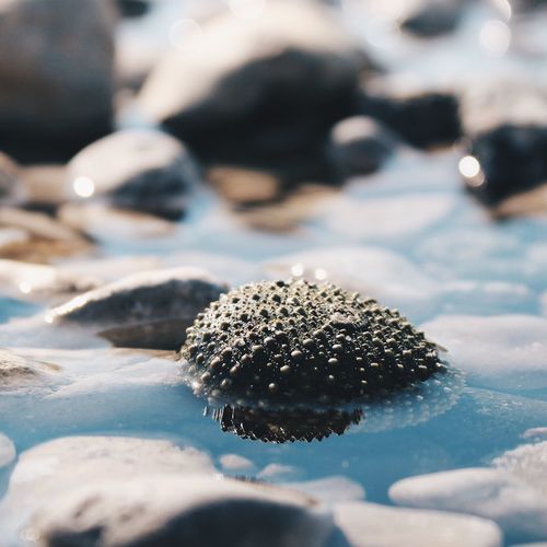 Close-up of seashell and rocks in water at shore