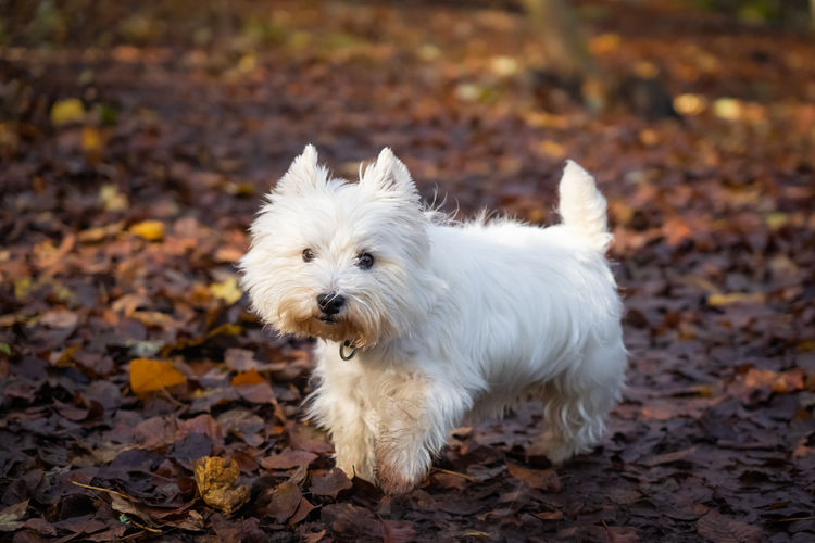 Portrait of white dog on ground during autumn