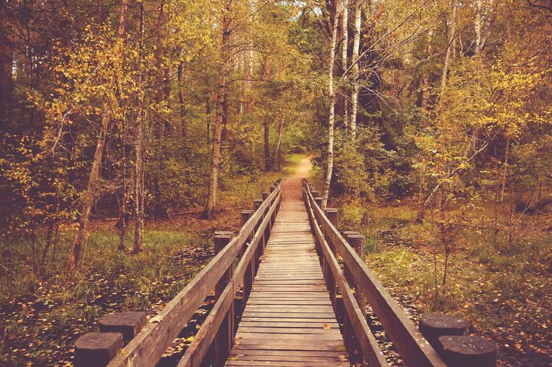 Railroad tracks amidst trees in forest during autumn