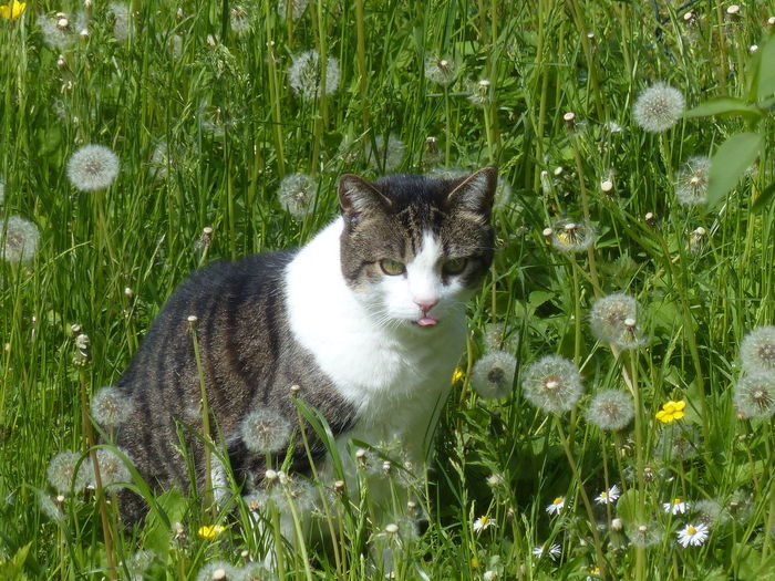 Cat looking away in flower field