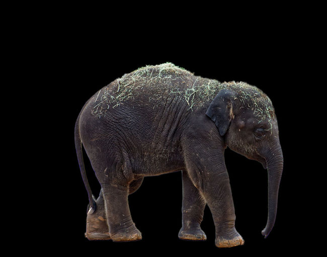 View of elephant over black background