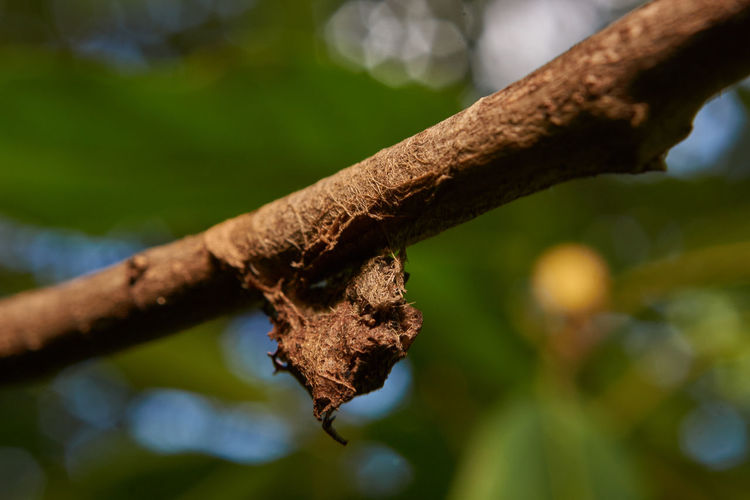 Close-up of dry leaf on branch