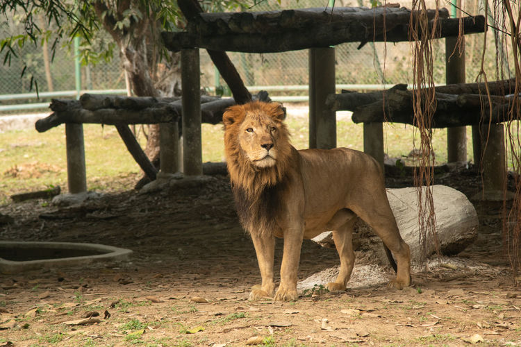 Lion standing on field inside cage 