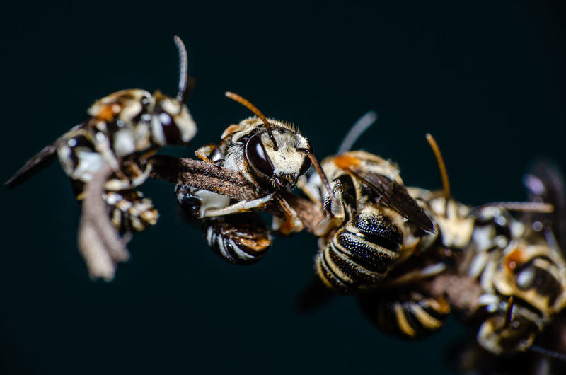 Close up sweat bees perching on the branches, isolate background, in thailand.