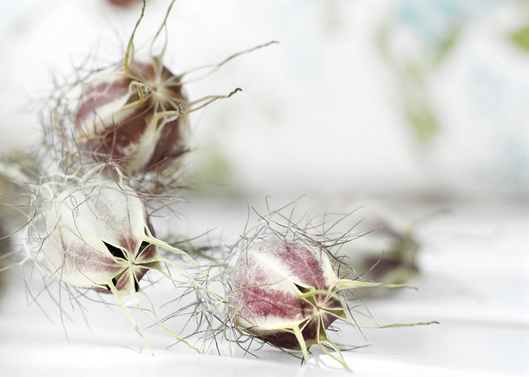 Close-up of nigela pods