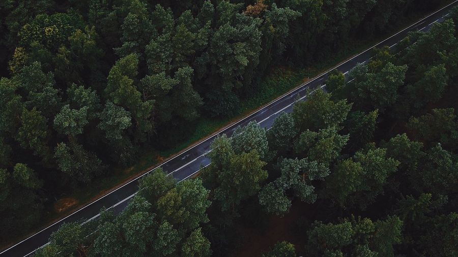 High angle view of road amidst trees in forest