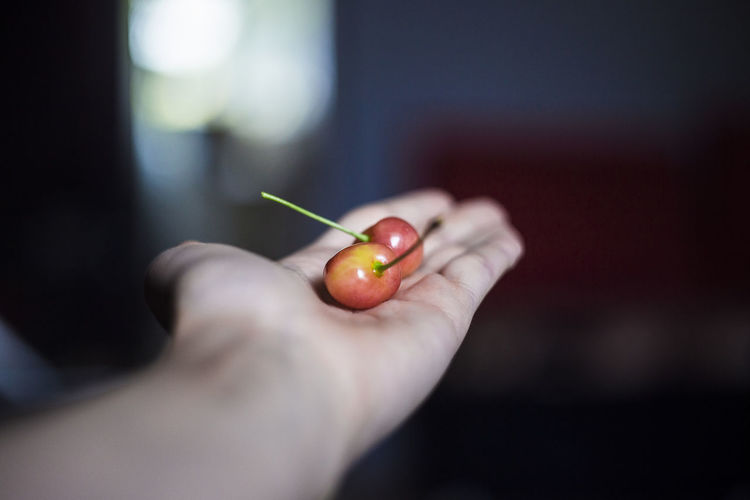 Cropped hand holding cherries