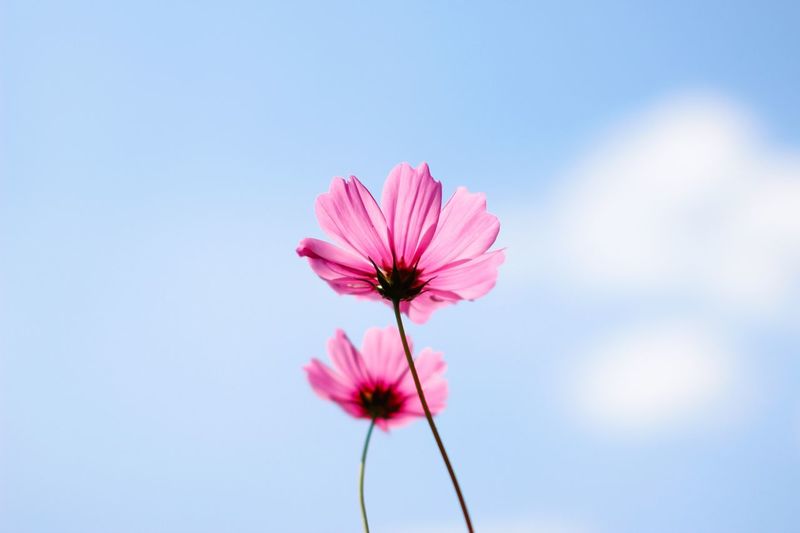 Close-up of pink cosmos flowers blooming against clear sky