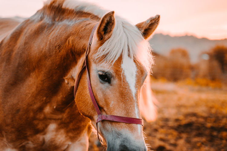 Close-up portrait of horse standing outdoors during sunset
