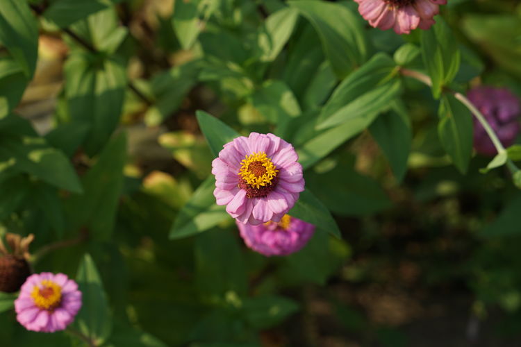 High angle view of zinnia flowers blooming in park